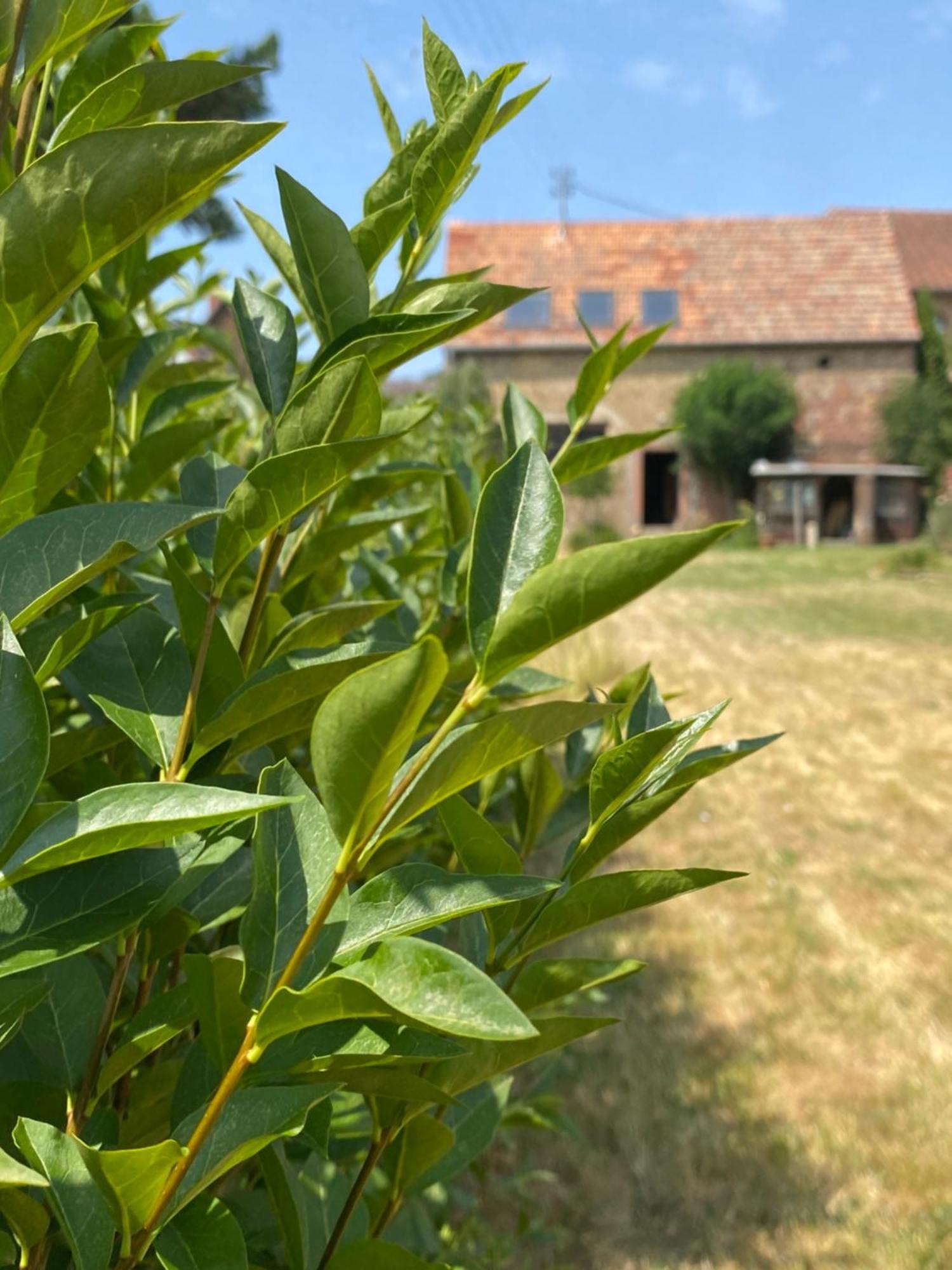 Zum Schockelgaul Gaestehaus Forst an der Weinstrasse Luaran gambar